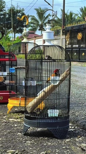 Pesona ekor bondol si rambut merah. #pelatukbawang #masteranhandal #kicaumania #muraibatuindonesia