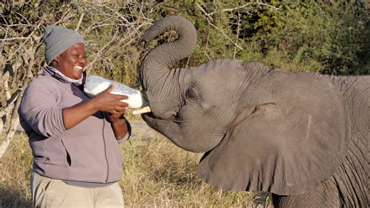 27K views · 1.1K reactions | Elephant Handler Colleen shares what...