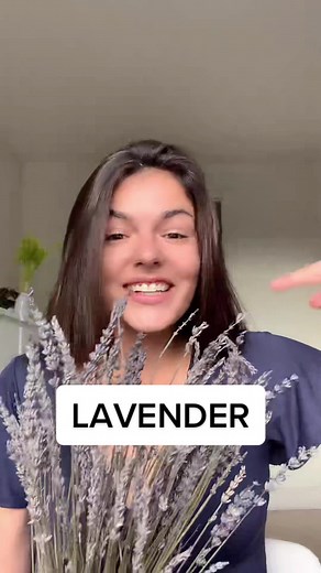 Unlocking the Meaning of Lavender: Symbolism and Language of Flowers