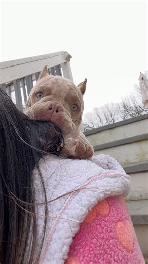 Thunder likes nibbling but then it hurts because of his sharp teeth. #dog #exoticbully #americanbullies #puppy #doglife | Janelle Marian Martinez