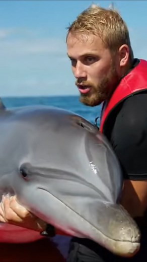 Dolphin Escapes Deadly Shark & Jumps onto Lifeguard’s Board 😱🐬 #DolphinRescue #SharkChase #shorts
