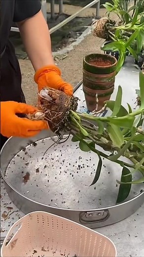 Very best tips how to cut and cleaning dendrobium plant before repotting #orchid #plants