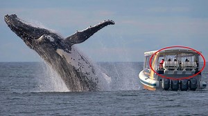 Whale fail: Whale watchers looking wrong way, miss amazing moment