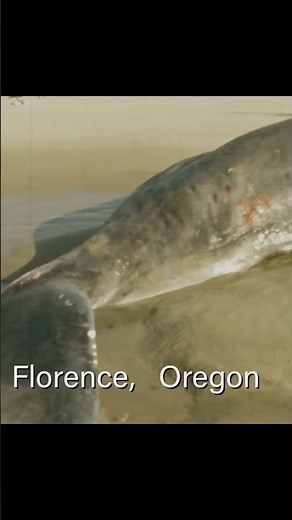 Dead Whale Explosion 😱 The Oregon Disaster That Went Horribly Wrong #shortvideo #whale #sea