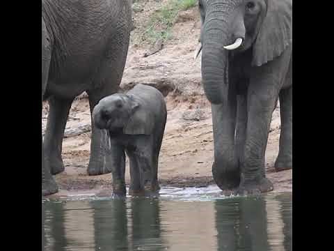 Amazing Baby Elephant Blows Adorable Water Bubbles