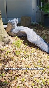 #animals #shoebill #cute #friendship #fyp | Loveable Stories