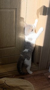 Luna, my cat, chases shadows💓😻💓 . . . #lunacute #cat #catlovers #cute #kitten | LUNA CUTE