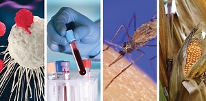 De la santé à l’alimentation, les applications de l’édition des génomes