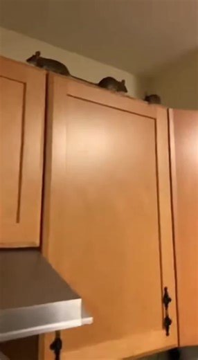 Effective Pest Control for Mice and Rats