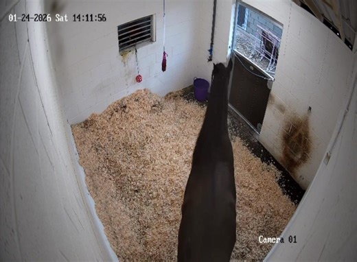 20 minutes after bringing Sootie home and I was ready to send him straight back to the livery yard. Absolutely feral. No manners. Who even owns this horse?! 🐎🙃 #horses #equine #bad #horsegirlforlife #sootie | My £300 Dressage Diva