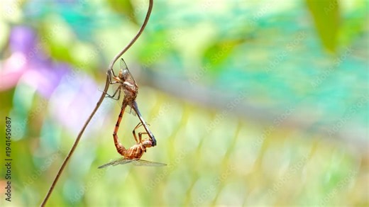 Telephoto view of copulation position of pair of two-striped skimmer dragonflies