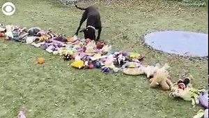 294K views · 15K reactions | Christmas Paw-ty! Shelter dogs at the Pet Resource Center in Hillsborough County, Florida, got a special surprise on Christmas Day after more than 200 toys were donated for the pups to play with. More trending stories >> kiro.tv/trending | KIRO 7 News | Facebook