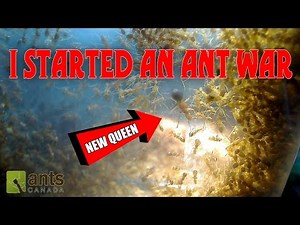 Oh No - I Started an Ant War
