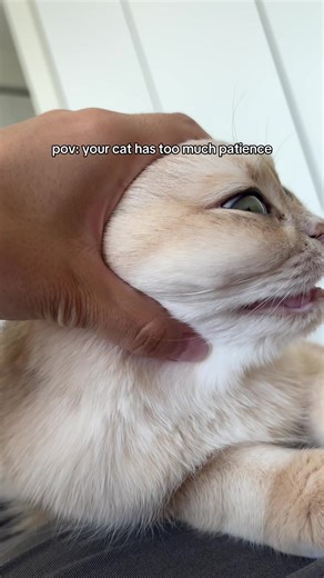 she gets her revenge by yelling at me the whole day though | cat