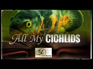 125 Gallon Huge Cichlid Tank!! My "Soap Opera" Tank