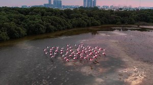 Drone flyby over a flock of pink flamingos