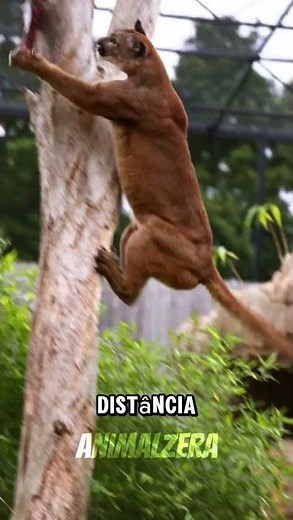 The puma is the invisible predator of the Americas.