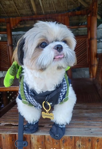 Chopper's Pawmily Adventure: Day 4 of Dog Fun