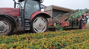 Afgeleverd! Deze Basrijs-rankenlichter en Keulmac-maaier combinatie zijn gelijk aan het werk gezet. Deze combinatie zorgt ervoor dat er zo min mogelijk blad en onnodige ranken de schuur in gaan. Zo wordt tijdens het schoonmaken in de loods veel tijd bespaard! Fijn weekend! 🍓 | Basrijs