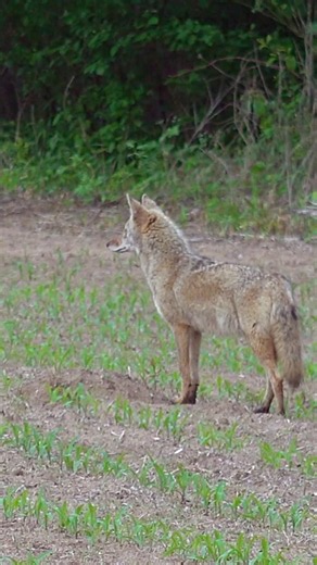 He thought he was safe.#mfk #foxpro #hunting #animals #coyote #nature