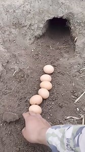 Exo Wildlife on Reels