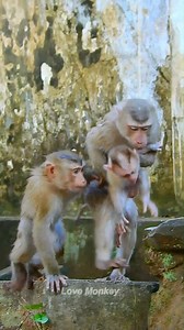 13K views · 864 reactions | Pigtail monkeys compete to take care of small baby Leo monkey | Love Monkey | Facebook