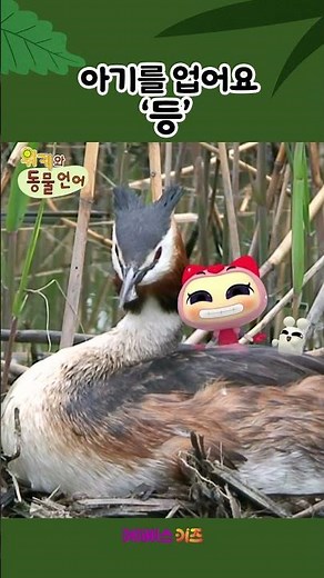 아기를 등에 업고 다녀요!ㅣ등ㅣ1분 한글 배우기ㅣ위키와 동물언어ㅣKBS 방송