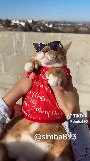 😻 ya mero es navidad #gatos #gatostiktok #gatosgraciosos #mishistiktok #michis #michistiktok #michistiktok #gatito #gatitostiktok