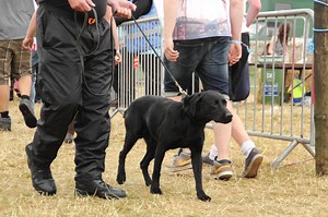 Do Festival Sniffer Dogs Actually Work?