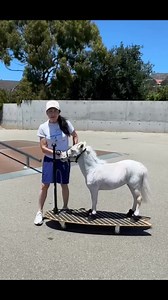 6.8K views · 38 reactions | The Easyboot Mini is commonly used for therapy purposes and walking on hard surfaces, but did you know it also can be used for skateboarding?  Valentina Blue is practicing her skateboarding skills to bring smiles to everyone she visits! Keep up the great work Mini Therapy Horses! | EasyCare Inc. Protective Hoofwear | Facebook