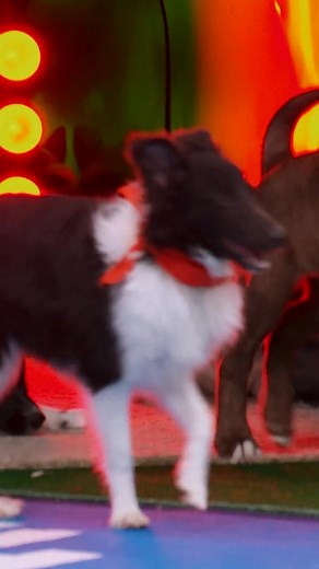 Exciting Touchdown Highlights from Puppy Bowl