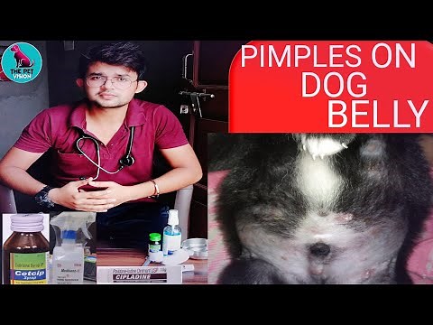 Pimples on puppy's belly / complete cure/Dog skin problem/by Sahil Malik ( veterinarian) / TPV-CHNL