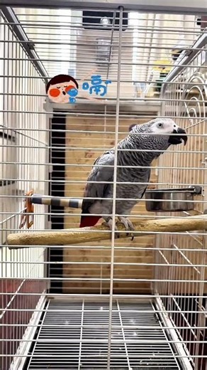 Human Burp Parrot Reaction - Hilarious Parrot Laughter