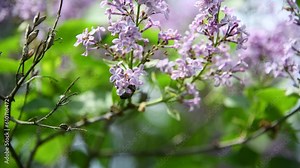 Green rose chafer (Cetonia aurata) beetle feeds on nectar of beautiful pink lilac flowers in sunny spring day. Soft focus. Real time handheld video. Beauty in nature theme.