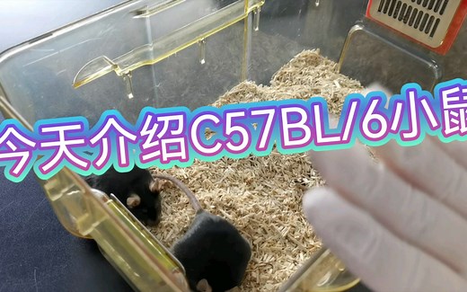 这次介绍一下C57BL/6小鼠