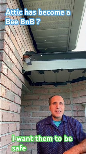 Attic has become a Bee BnB: how do I Transfer them Away? #bees