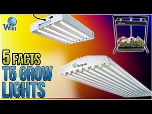 T5 Grow Lights: 5 Fast Facts