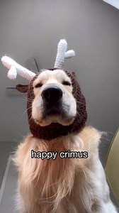 Happy Derp-cember! 🎄 #dog #dogs #funnydogs #funnyvideos goldenretriever #goldenretrievers #dogmom #goldenretrieverworld #dogsoffacebook #goldenlovers #goldensofinsta | Goldenchilidog