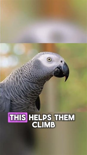 3 Fascinating Parrot Facts You Didn’t Know 🦜 #AnimalFacts