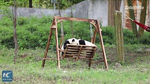 258K views · 7.7K reactions | Cutest fight ever! Panda twins Jiajia and Yuanyuan fought for a swinging park bench at a breeding base in Shaanxi, China. Guess who won? | Xinhua Culture&Travel | Facebook