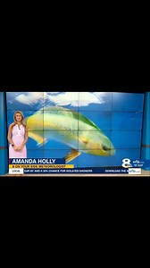 This morning’s “Reel Talk” segment hosted by meteorologist Amanda Holly, which aired on WFLA News Channel 8 Tampa. Amanda Holly recently joined marine artist Roberto Pasta Pantaleo and me for some dolphin fishing off Islamorada, Florida Keys. Once again, the weedless ballyhoo (hook turned back into bait with small squid skirt over the beak) was instrumental in our trolling up fish through heavily scattered weeds. The Florida Keys & Key West | George Poveromo
