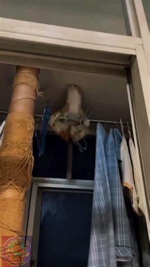 Clumsy Cat vs Hangers 😂 | Balance Fail You Have to See #shorts