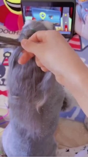 #hair #hairstyle #hairtutorials #pet #pethairremoval #petlover #puppy #cute #dog