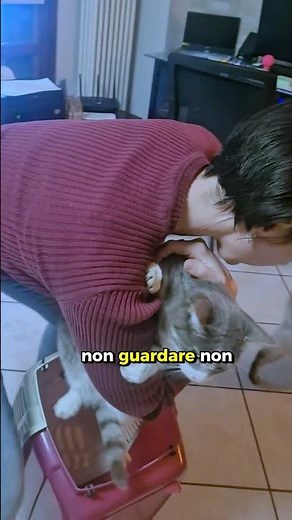 Come fare entrare il gatto nel trasportino? #veterinaria #gatto