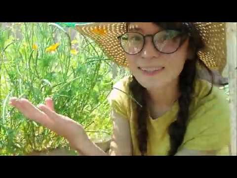 Harvesting California Poppy Seeds