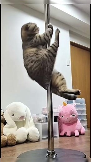 Pole Dance version cat🤣🤣 #poledance #cat