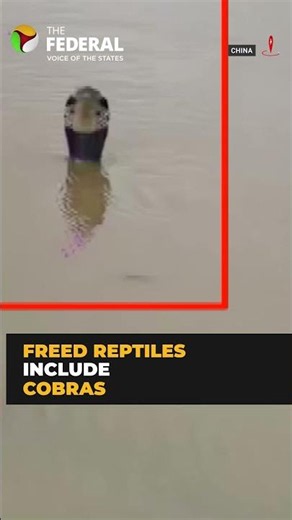 China floods unleash hundreds of snakes in open | #shorts
