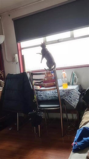 Videos de Futaba_ Yoshioka2 (@futaba_yoshioka_2) con “sonido original - fj40sinlimites”