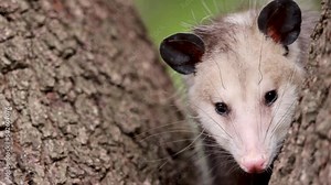 Portrait of baby Virginia Opossum hiding and sniffing in a tree. American joey 'possum, close up shot.