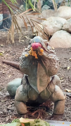 Happy 16th Birthday to Blue the Grand Cayman blue iguana! Learn more about him and his species from Herpetology Manger Tanner! 🦎🥰 #animals #reptiles #iguana | San Antonio Zoo